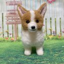 羊毛フェルト　ウェルシュ◦コーギー◦ペンブローク　犬