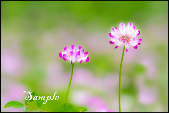 ☆蓮華の花の写真