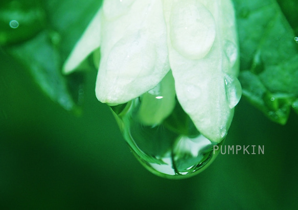 しずく-No5　　PH-A4-0103　　写真　雫　雨　水滴　雨粒　小雨　光　水の玉