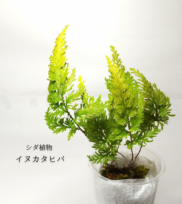 イヌカタヒバ（シダ植物）