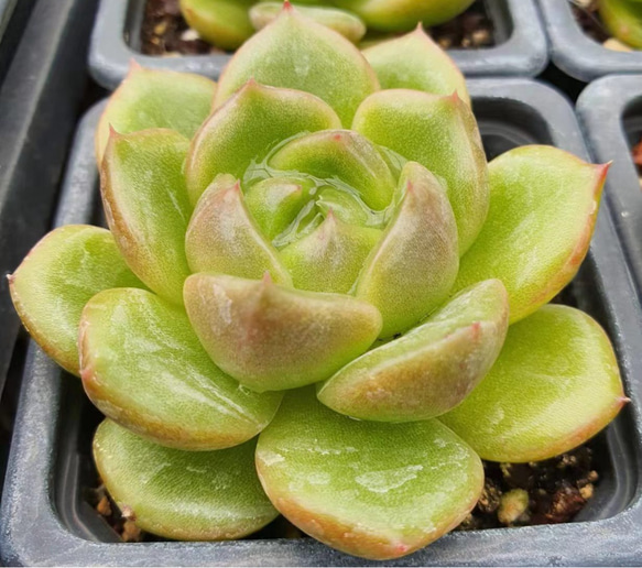 超美苗 宝石 エケベリア 大苗 大株 多肉植物 韓国苗 観葉植物 花 園芸