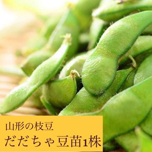 ⭐️山形の野菜⭐️だだちゃ豆 枝豆苗1株