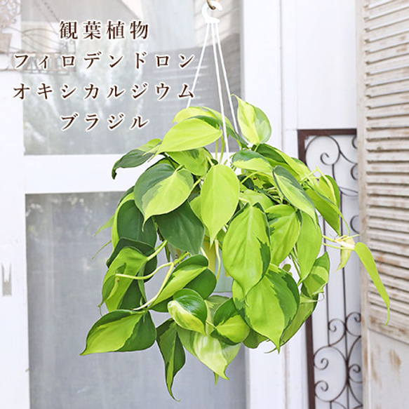 観葉植物 フィロデンドロン オキシカルジウム ブラジル バエリガータ 5号 吊り鉢 育てやすい 鉢植え