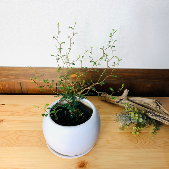 【可愛い】メルヘンの木　4号　たまご鉢　陶器鉢　受け皿付き　観葉植物