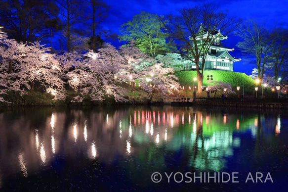 【額装写真】高田公園の夜桜