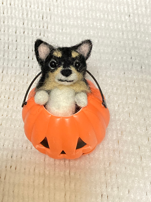 羊毛フェルト黒チワワ ハロウィン