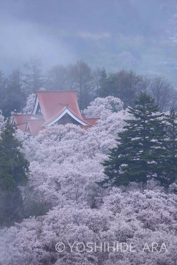 【額装写真】桜の海に浮かぶ高遠閣