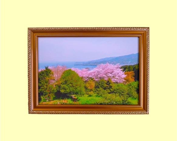 「水俣・湯の児海岸の桜」額装写真 A4判(ゴールド)