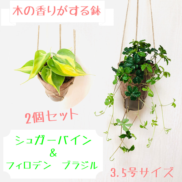 【送料無料】2個セット　シュガーバイン＆フィロデンブラジル　ハンギングプランター　観葉植物