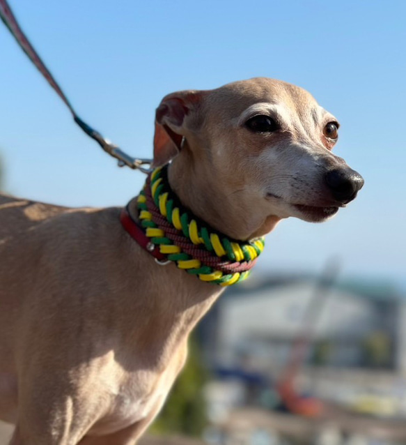 カントリーカラーを組み合わせた首輪　全犬種用　(画像の首輪は内周２２ｃｍ)