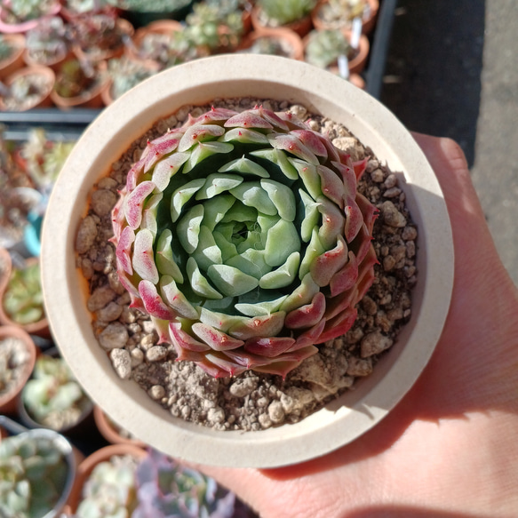 大人気‼️　多肉植物(韓国苗)　エケベリア　シャルルローズ❣️