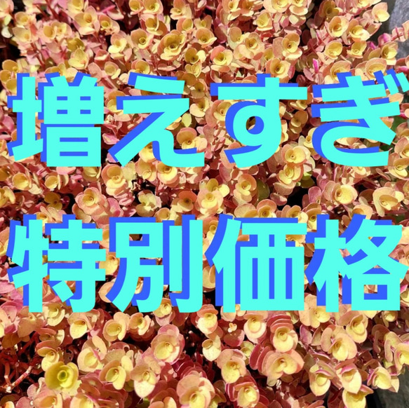 【大量特別価格】多肉植物　桜色カリシア50カット【育成説明書】