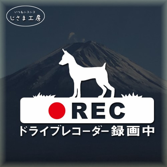 ミニチュアピンシャーの白色シルエットステッカー危険運転防止!!ドライブレコーダー録画中