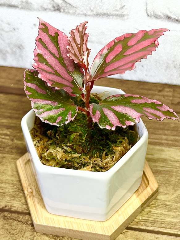 【観葉植物】ベゴニア【 SPジュラウ】【高品質ミズゴケ入り】