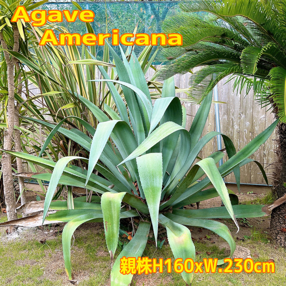 ✢from 九十九里浜✢ 南国リゾート Agave americana⑥ 子株 南国植物 アガベ