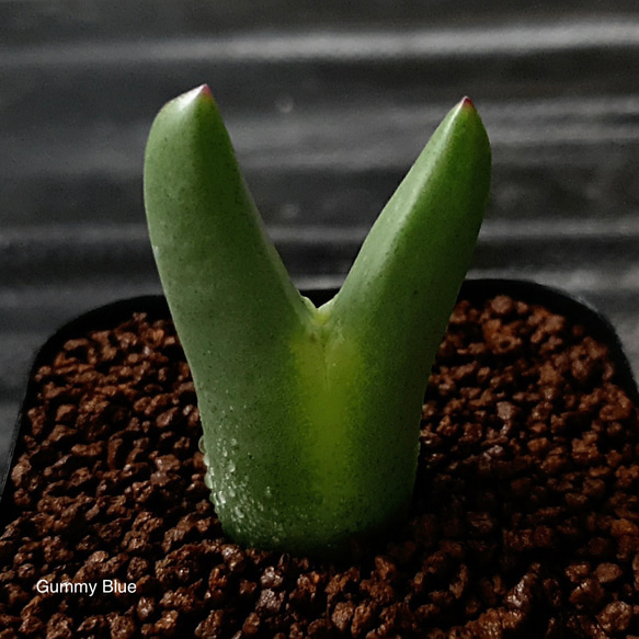 Conophytum bilobum leucanthum コノフィツム　ビロブム　レウカンタム　種子