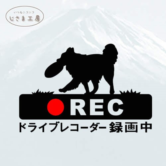 ボーダーコリーの黒色シルエットステッカー煽り運転防止!!ドライブレコーダー録画中