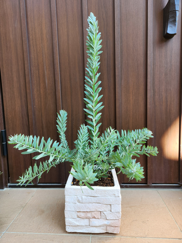 再販♡ カッコいいシルバーブルーリーフ☆　アカシア　ブルーブッシュ　レンガ風石膏鉢植え　観葉植物　ミモザ　シンボルツリー