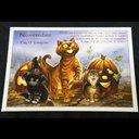 【 セブリーヌ ☆ ポストカード ２枚セット 】 Novembre Cat O Lantern ジャック・オー・ランタン  猫 ネコ キャット はがき Chats enchantes 94091PC