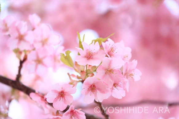 【額装写真】早春の河津桜