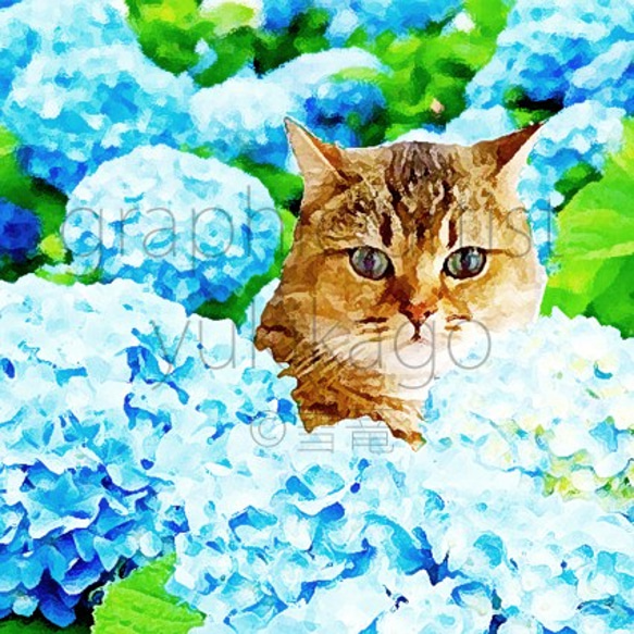 「紫陽花・Hortensia」猫の居る風景