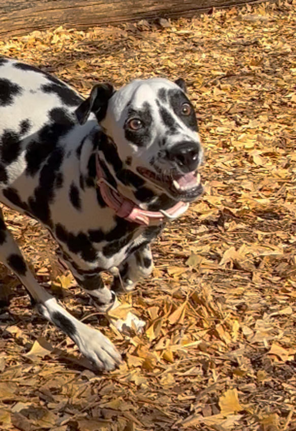 【セール】犬用おもちゃ・ドックトイ・かみかみおもちゃ・ロープトイ（耐久性のあるニット素材) -6