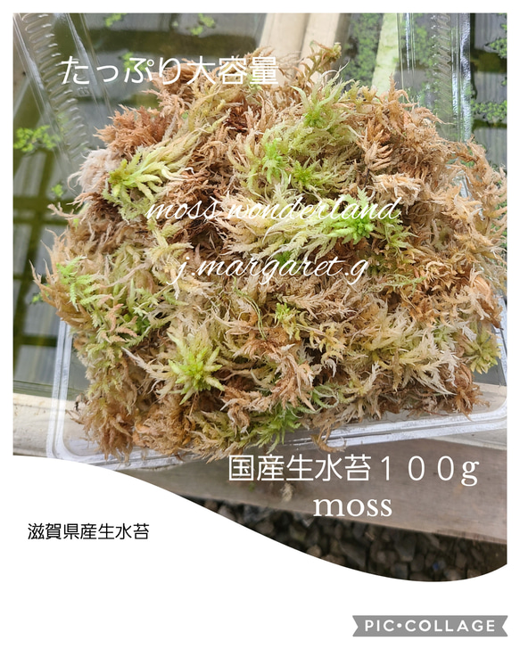 国産　生水苔　１００g　アクアリウム