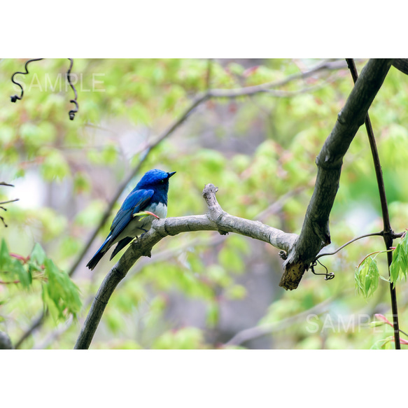 【2L写真】幸せの青い鳥。北海道野鳥フォト