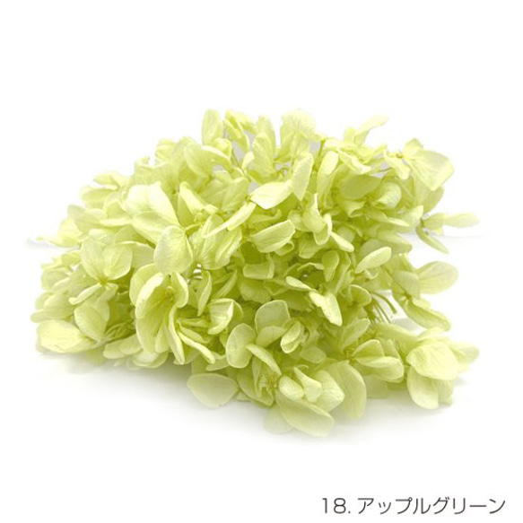 【即納】 ピラミッドアジサイグラバー 20g アップルグリーン プリザーブドフラワー あじさい 紫陽花 花材 花 緑