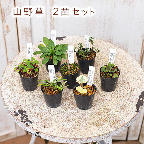 2苗セット 草花苗 山野草 1号  盆栽 ミニ 育てやすい 寄せ植え 和風 観葉植物