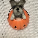 羊毛フェルトシュナウザー  ハロウィン