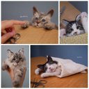 【ねこのきもちWEB版に掲載！】羊毛フェルトねこ・うちの子オーダーぬいぐるみ