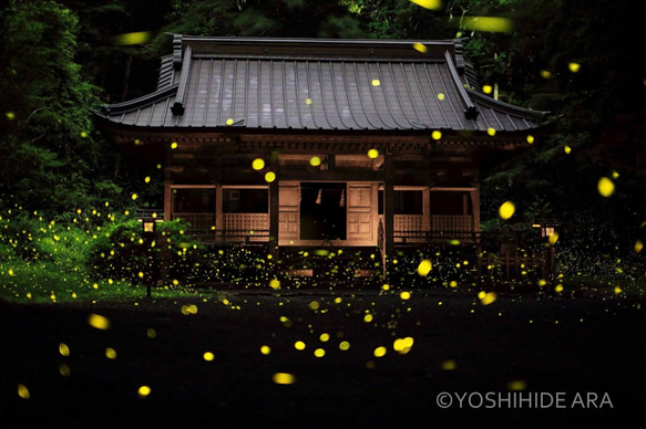 【額装写真】神社のホタル