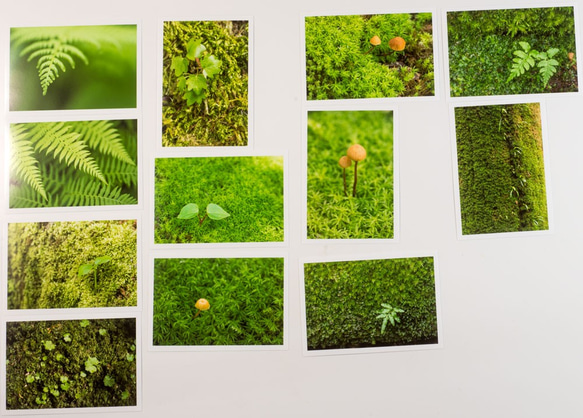 Lサイズの写真・植物の緑のクローズアップ12枚セット(L021)