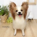 ◆こちらはサンプル画像です◆ ★愛犬オーダー★羊毛フェルト♡ うちの子マスコット　オーダー　愛犬　ぬいぐるみ　パピヨン