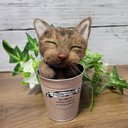 羊毛フェルト うたた寝にゃんこ うちの子 愛猫　猫　さび猫　人形　オーダー  ぬいぐるみ  にゃんこ