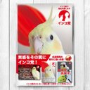 インコ党 第三弾 ポストカード３枚セット