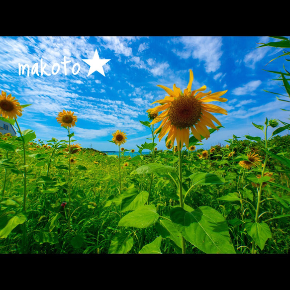 向日葵 ひまわり 写真 フォト A4★普通プリント