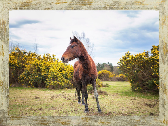 イギリスの野生馬シリーズ1(動物写真2L/A4/A3)