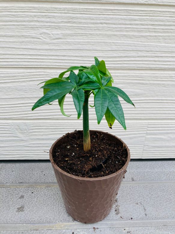 実生　パキラ　☆観葉植物