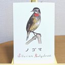 ノゴマ 3枚組野鳥ポストカード