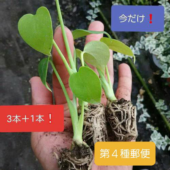 送料無料❗第四種郵便だから安い❗モンステラ　デリシオーサ　苗　観葉植物