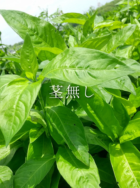 藍－生葉  (藍染め用)－茎無し200グラム－一部地域送料無料