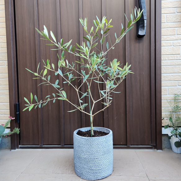 オリーブの木　ネバディロブランコ　　テラコッタ鉢植え　苗　シンボルツリー