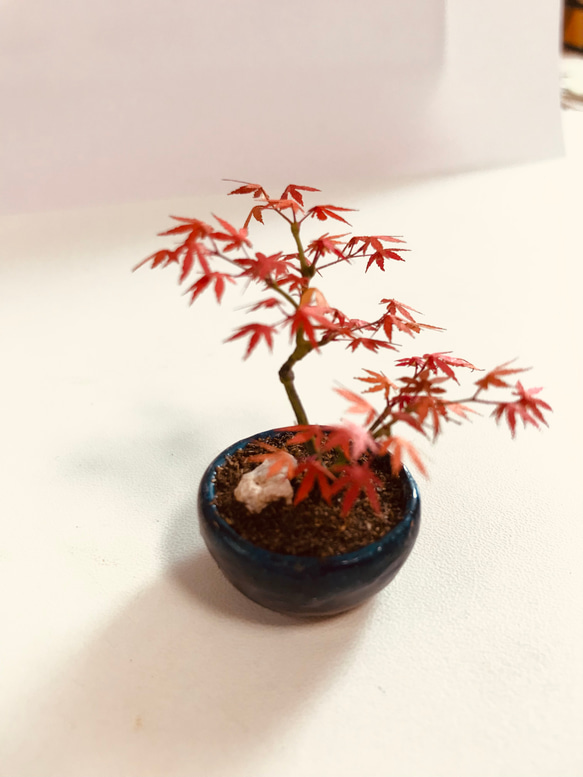 もみじの盆栽フィギュア　植木屋監修