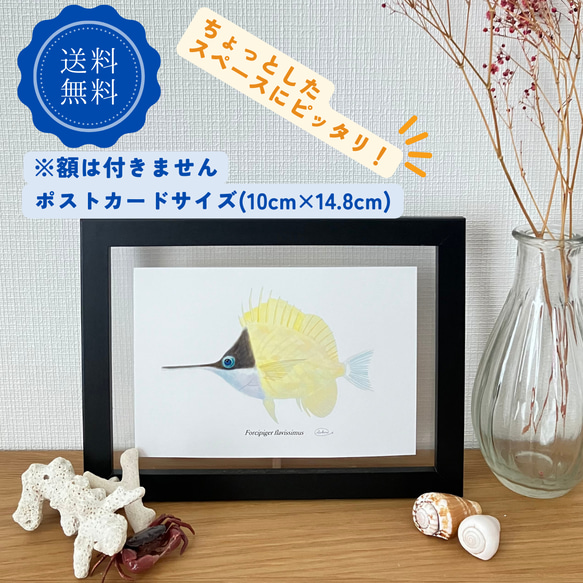 ポストカード　おしゃれ　アート　デザイン　かわいい　癒し　インテリア　グラフィック　海　動物　自然　魚　生き物