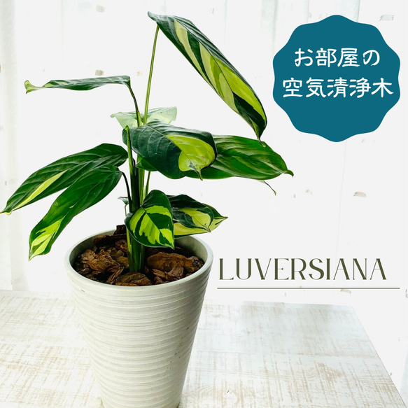 南国plants☆クテナンテ　ルベルシアーナ　5号　ロングホワイト　受け皿付き 観葉植物　インテリア