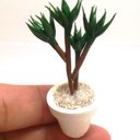 ミニチュア鉢植え　観葉植物③