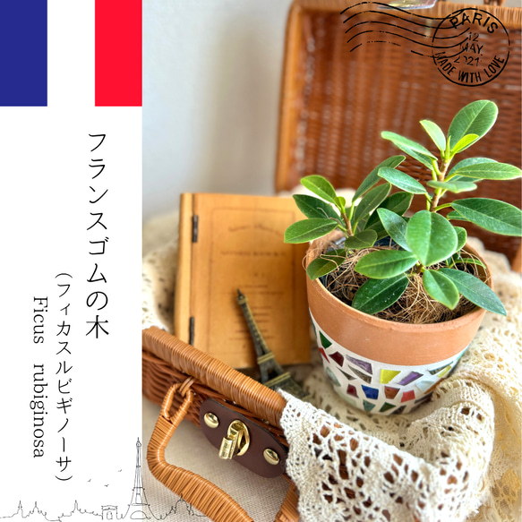 【一点物】フランスゴムの木 フィカスルビギノーサ　観葉植物 植物　かわいい　おしゃれ　植木鉢　ガラス　ジュエリー　北欧