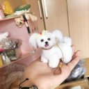 【オーダーメイドペット】羊毛フェルト、うちの子　犬ぬいぐるみ、フェルト犬、羊毛犬、肖像画、犬猫人形 プレゼントやギフトに